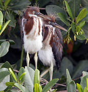 Aigrette tricolore