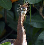 Aigrette tricolore