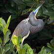 Aigrette tricolore