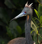 Tricolored Heron