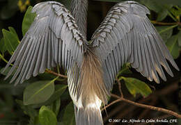 Aigrette tricolore