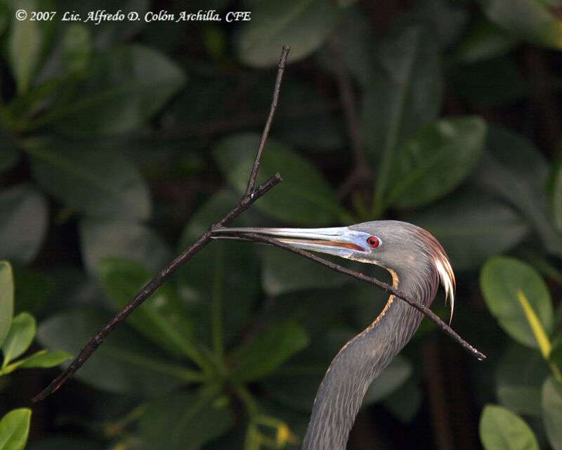 Tricolored Heron