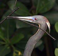 Tricolored Heron