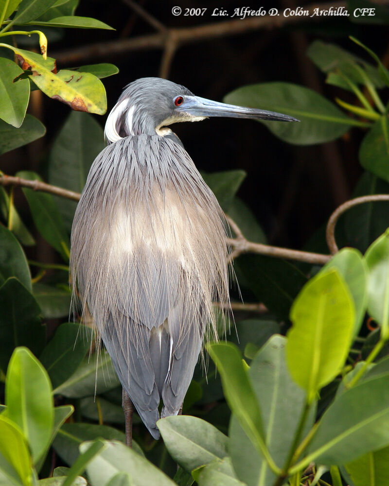 Tricolored Heron