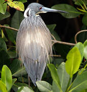 Tricolored Heron