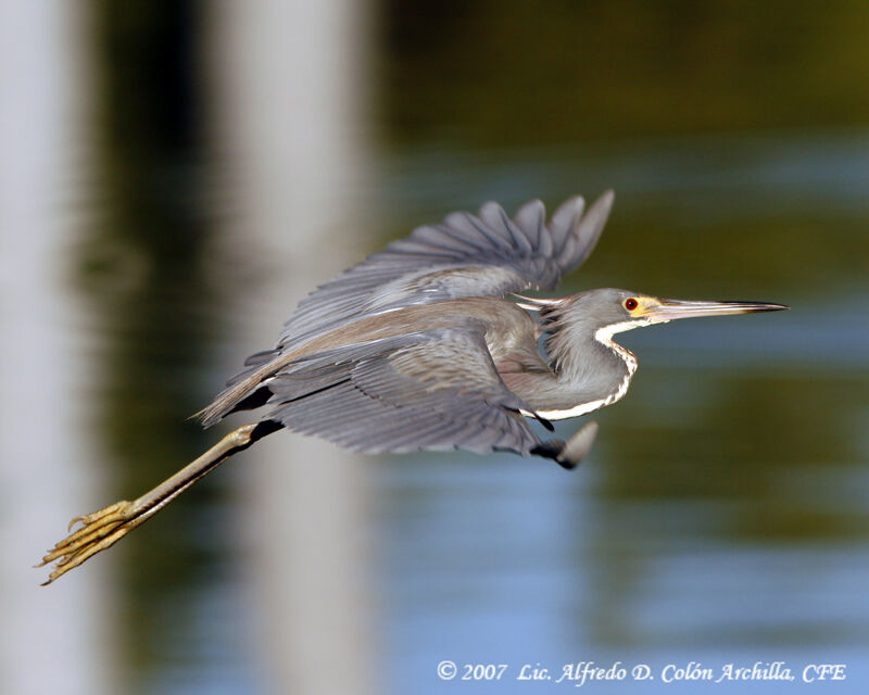 Aigrette tricolore