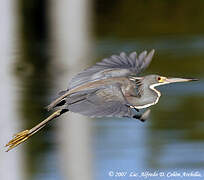 Aigrette tricolore