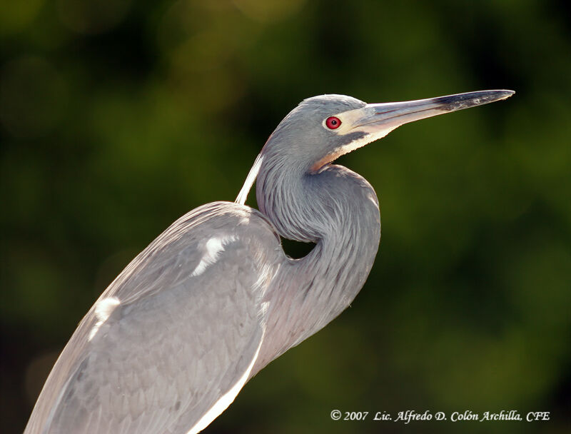 Tricolored Heron