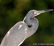 Aigrette tricolore