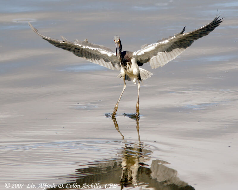 Tricolored Heron