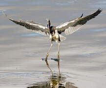 Tricolored Heron