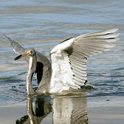 Aigrette tricolore