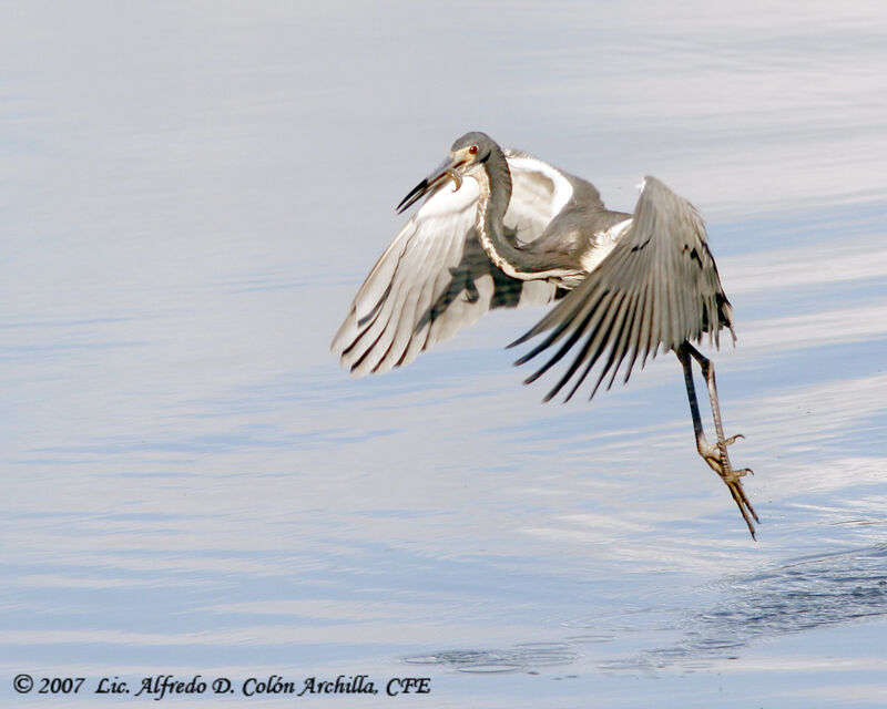 Tricolored Heron