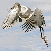 Aigrette tricolore