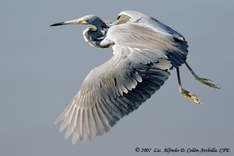 Aigrette tricolore