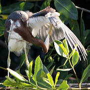 Aigrette tricolore