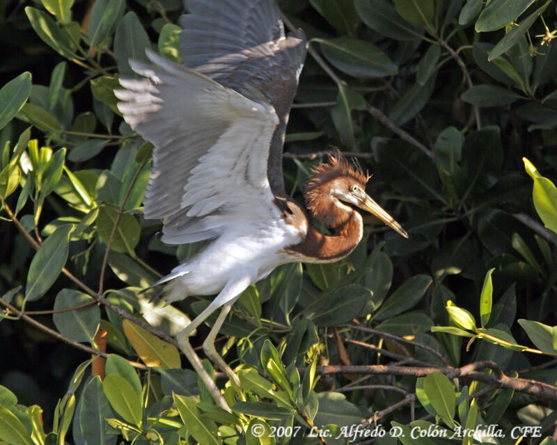 Aigrette tricolorejuvénile