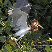 Tricolored Heron