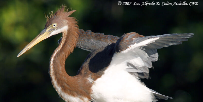 Aigrette tricolorejuvénile