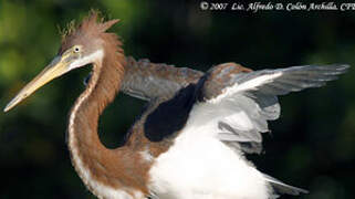 Tricolored Heron