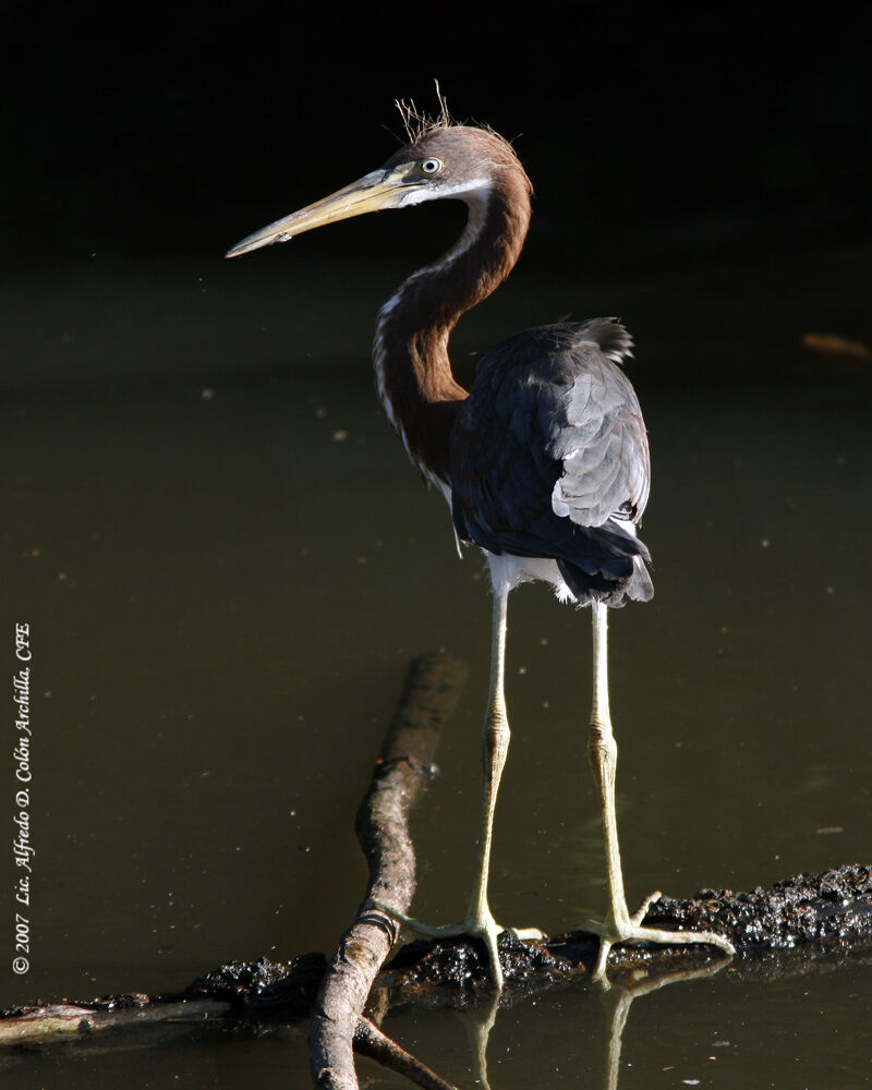 Aigrette tricolorejuvénile