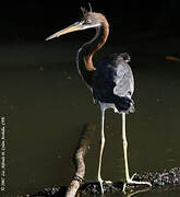 Aigrette tricolore