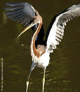 Aigrette tricolore