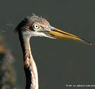 Aigrette tricolore