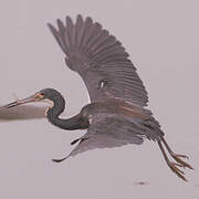 Tricolored Heron