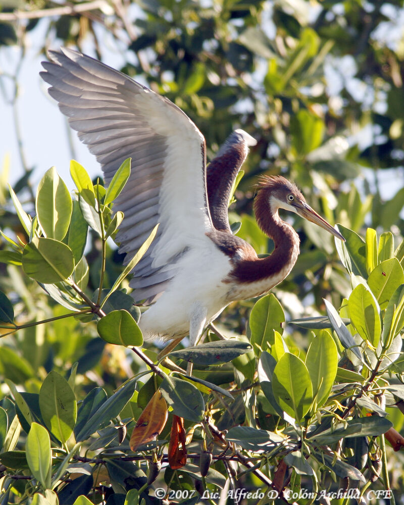 Aigrette tricolorejuvénile