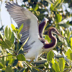 Aigrette tricolore