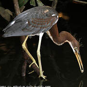 Aigrette tricolore