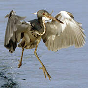 Aigrette tricolore