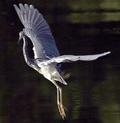 Aigrette tricolore