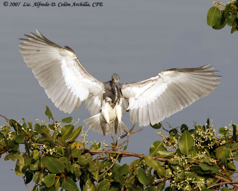 Aigrette tricolore