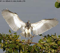 Aigrette tricolore