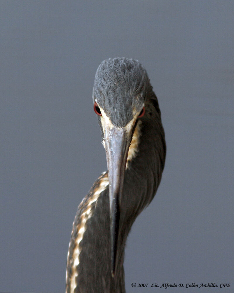 Aigrette tricolore