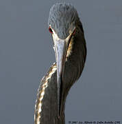 Aigrette tricolore