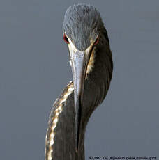 Aigrette tricolore