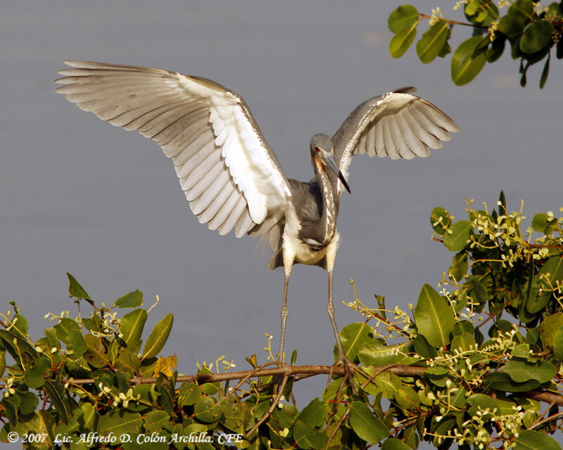 Aigrette tricolore