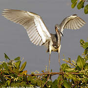 Tricolored Heron