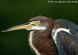 Tricolored Heron