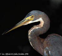 Aigrette tricolore