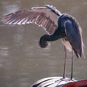 Aigrette tricolore