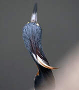 Aigrette tricolore