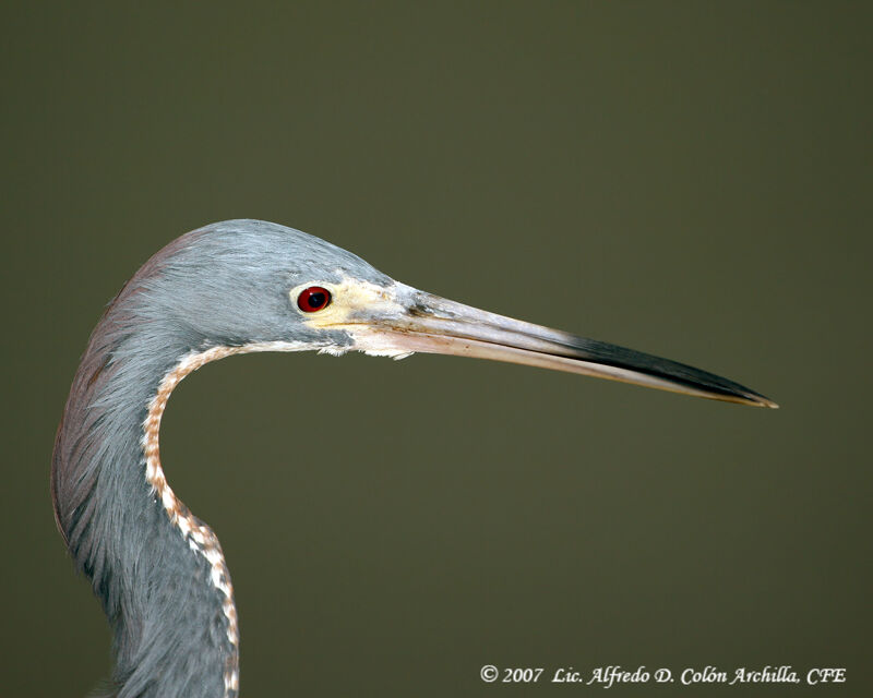 Aigrette tricolore