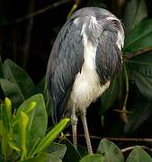 Aigrette tricolore