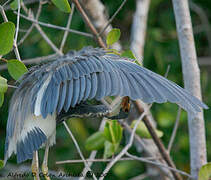 Tricolored Heron