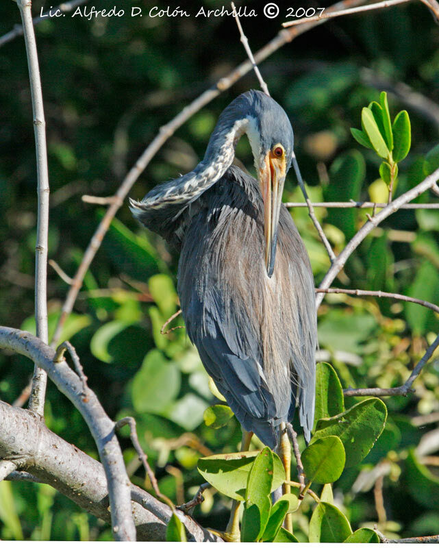 Aigrette tricolore