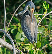 Tricolored Heron